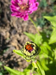 ladybird on flower