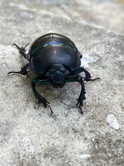 springtime dung beetle