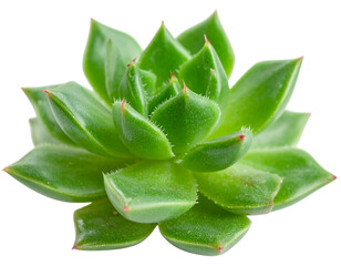 Fototapeta premium Single Succulent Plant with Multiple Offshoots, Close-Up Macro View, isolated