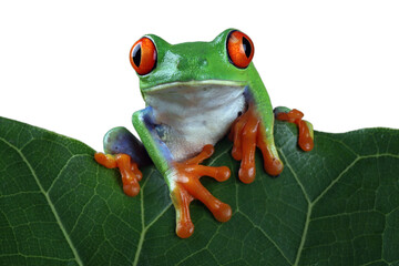 Red-eyed tree frog closeup on leaves, Red-eyed tree frog (Agalychnis callidryas) looks over leaf edge