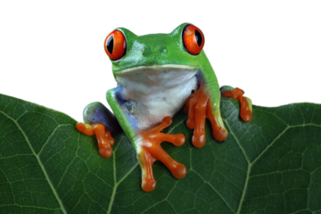 Red-eyed tree frog closeup on leaves, Red-eyed tree frog (Agalychnis callidryas) looks over leaf edge