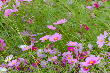 満開に咲くピンクのコスモス畑