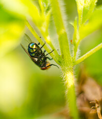 housefly macro image on a plant