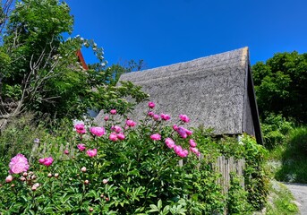 Blumen vor Reetdach in einem Dorf an der Ostsee