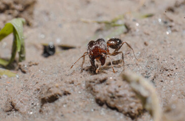 red ant on the ground