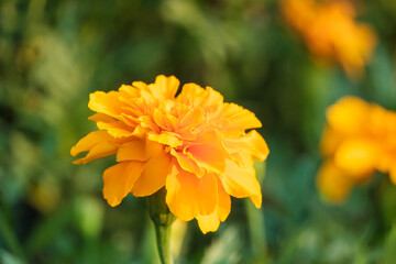 鮮やかなオレンジ色のマリーゴールドの花のクローズアップ