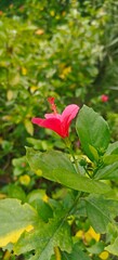 Close up shot of  hibiscus flower in the garden.