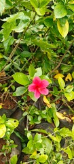 Close up shot of  hibiscus flower in the garden.