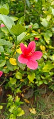 Close up shot of  hibiscus flower in the garden.