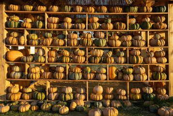Wall of organic, yellow-orange ripe pumpkins standing next to each other on shelves on sunny day. Seasonal symbol , Thanksgiving, Halloween. Vegetables for National Pumpkin Day. Natural background