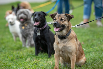 Outdoor obedience class with multiple dogs on leashes learning commands,