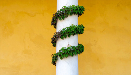 Spiral green vine wrapped around white column against yellow wall. Abstract design.