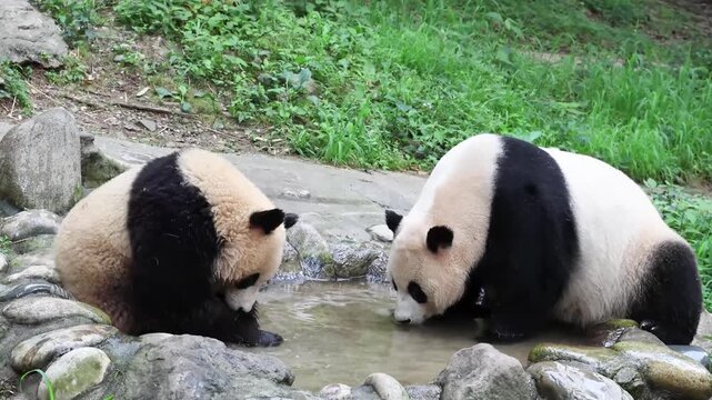 Mother panda and her Cub , Xi Dou , playing water in the tiny pond, Shenshuping, China