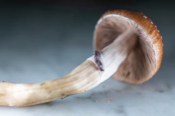 Psilocybe Cubensis Single Mushroom Psilocybin Medical Research