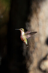 Ruby throated hummingbird feeding pllenating around feeder. 