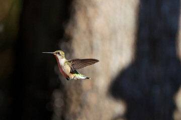 Ruby throated hummingbird feeding pllenating around feeder. 