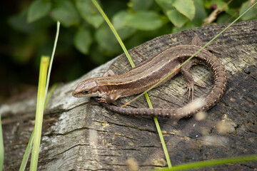 Close-up of a common lizard basking on a wooden log in natural habitat