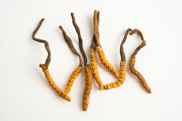 Cordyceps or Ophiocordyceps sinensis mushroom herb is fungus for used as medicine on white background.