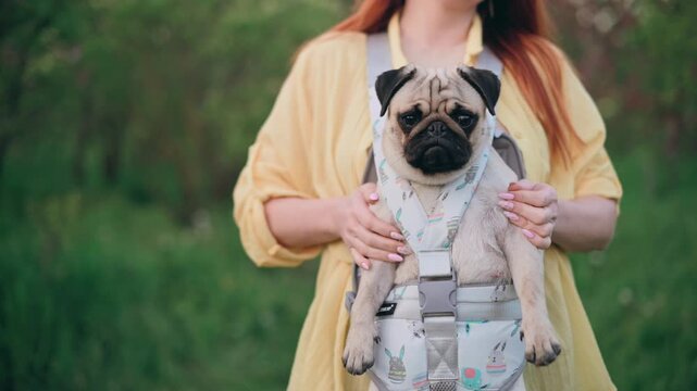 A woman carries a dog in a kangaroo bag. Funny pug looks at the camera.