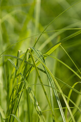 A bunch of green grass with a few brown spots