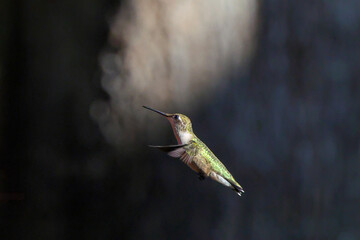 Ruby throated hummingbird feeding pllenating around feeder. 