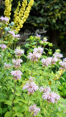 Bed of American Wild Bergamot plants, Derbyshire England
