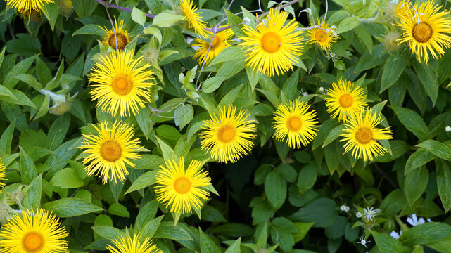Closeup of Elecampane flowers, Derbyshire England
