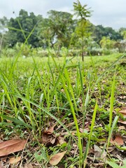 rice field in thailand