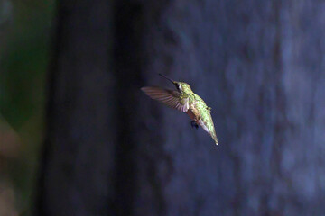 Ruby throated hummingbird feeding pllenating around feeder. 