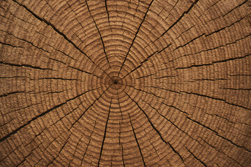 Fototapeta premium Tree trunk cross section close up showing annual growth rings natural wood texture pattern background detailed circular lines forestry concept organic structure lumber surface material nature environm