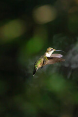 Ruby throated hummingbird feeding pllenating around feeder. 
