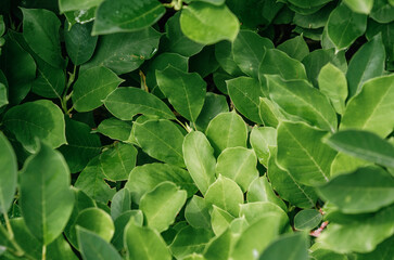 Fototapeta premium Raindrops on magnolia tree with green leaves after flowering season. Selective focus. Leafy rainy content.