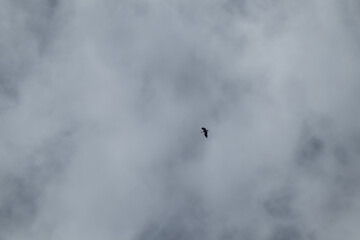 asian openbill bird flying on sky background