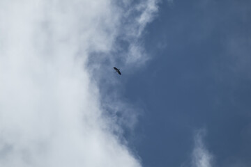 asian openbill bird flying on sky background