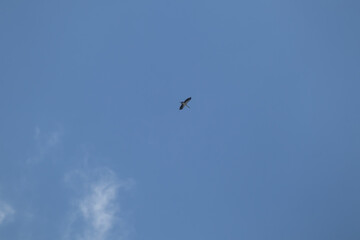 asian openbill bird flying on sky background