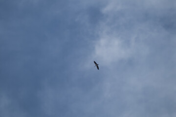 asian openbill bird flying on sky background