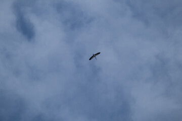 asian openbill bird flying on sky background
