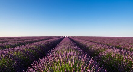 Obraz premium Lavender Field Rows under Clear Blue Sky