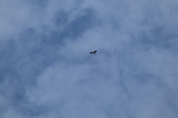 asian openbill bird flying on sky background