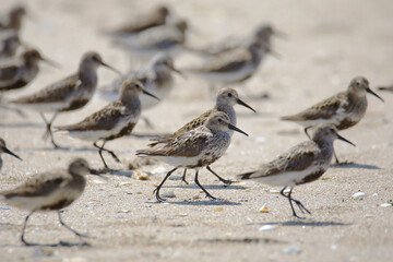 Big group of wild sandpipers at the shore of french Brittany (Saint Jacut de la Mer)
