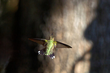 Ruby throated hummingbird feeding pllenating around feeder. 