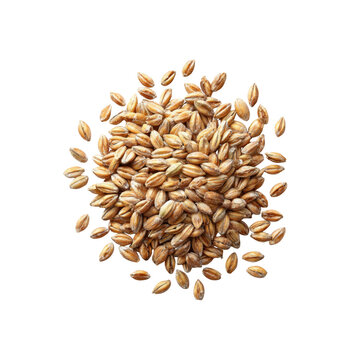 High-Angle Close-Up of a Pile of Barley Grains Isolated on Black Background