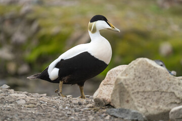 Male common eider (Somateria mollissima) in Longyearbyen, Svalbard, Norway
