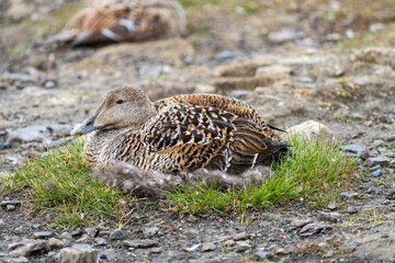 Female common eider (Somateria mollissima) in a nest in Longyearbyen, Svalbard, Norway