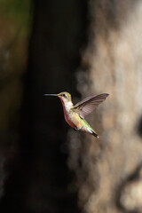 Ruby throated hummingbird hovering in flight. 
