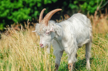 White curly fluffy horned goat on a pasture in summer. Domestic horned animals in wild. Side view.