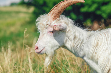 Obraz premium Cute white curly fluffy horned goat on pasture in summer. Blurred pasture background. Side view.