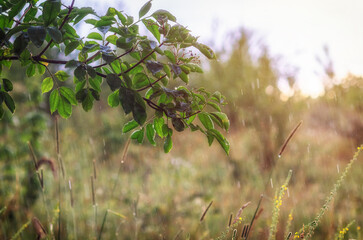 Rainy weather. Relaxing landscape with heavy rain in summer in meadow. Heavy downpour.