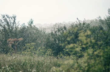 Natural landscape with heavy rain in summer in forest. Heavy downpour with raindrops. Rainy weather.