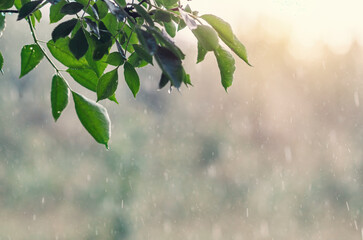 Obraz premium Tree branch with green leaves against heavy rain in nature. Abundant drops of water. Rainy weather